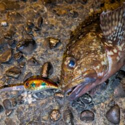 ガシラ自己記録更新